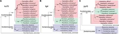 AwAreA Regulates Morphological Development, Ochratoxin A Production, and Fungal Pathogenicity of Food Spoilage Fungus Aspergillus westerdijkiae Revealed by an Efficient Gene Targeting System